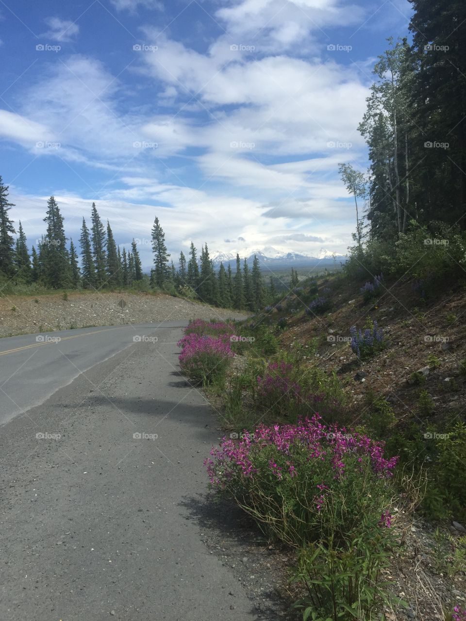 Hunt Mountain Range with purple fireweed along the road, Alaska