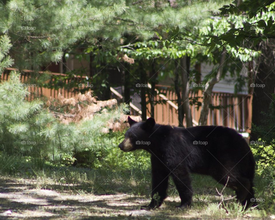 Black Bear visiting the neighborhood 
