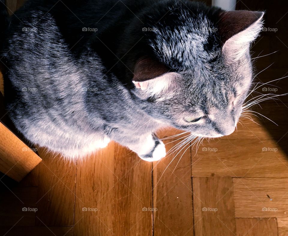 Cute grey kitten seen from above 