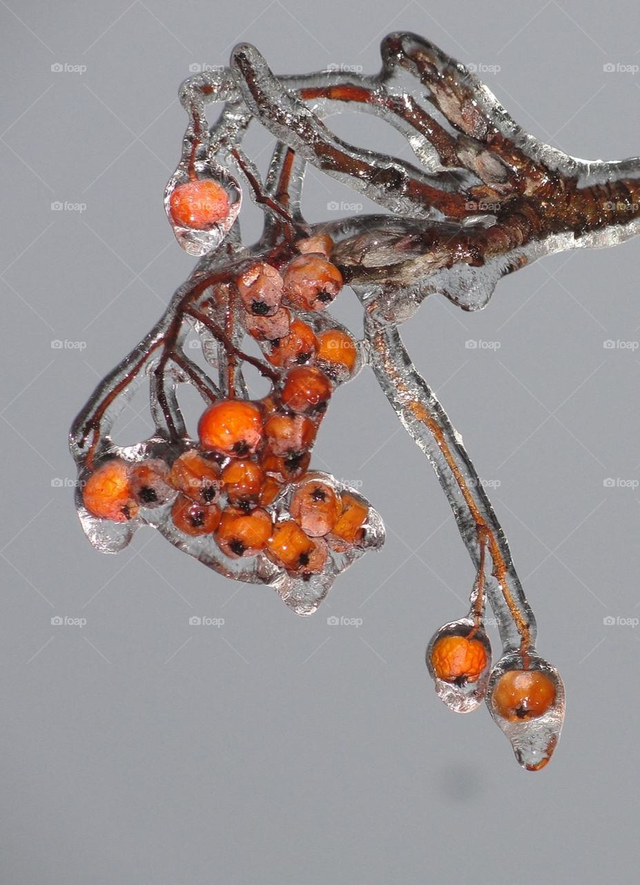 Ice-covered rowan branch