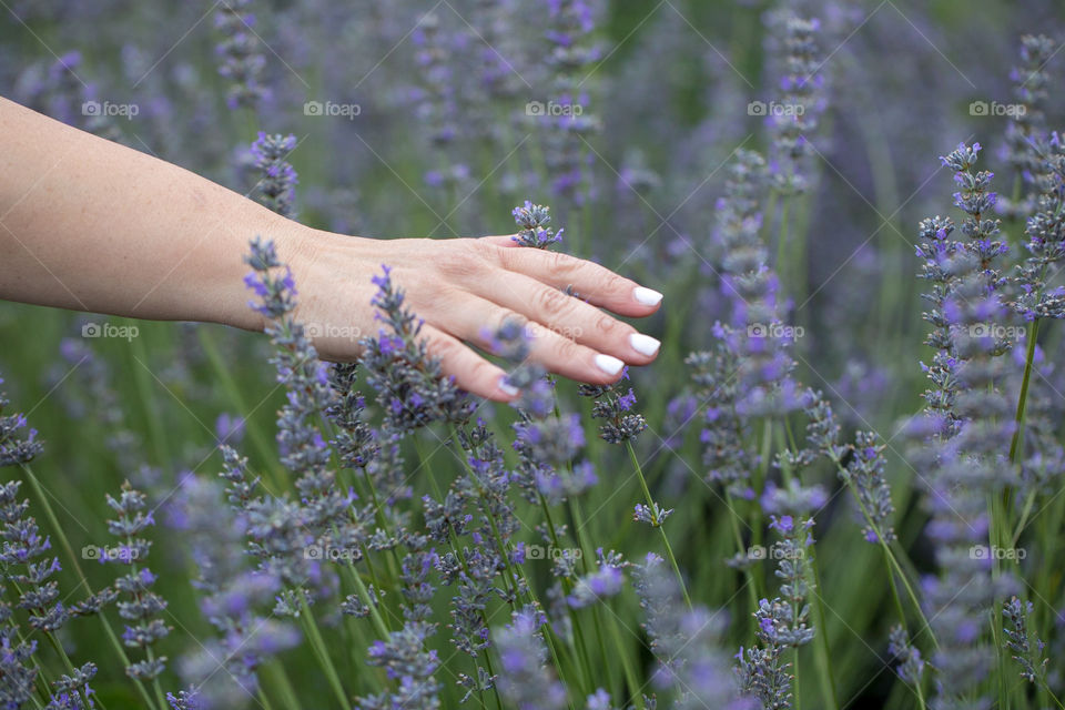 Hand touching lavender flowers in the field