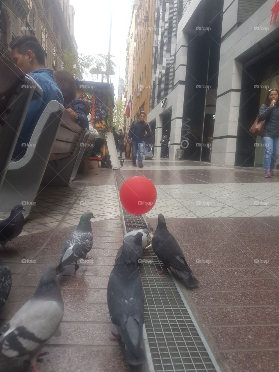 pigeons balloon, palomas observando un globo, centro de Santiago Chile