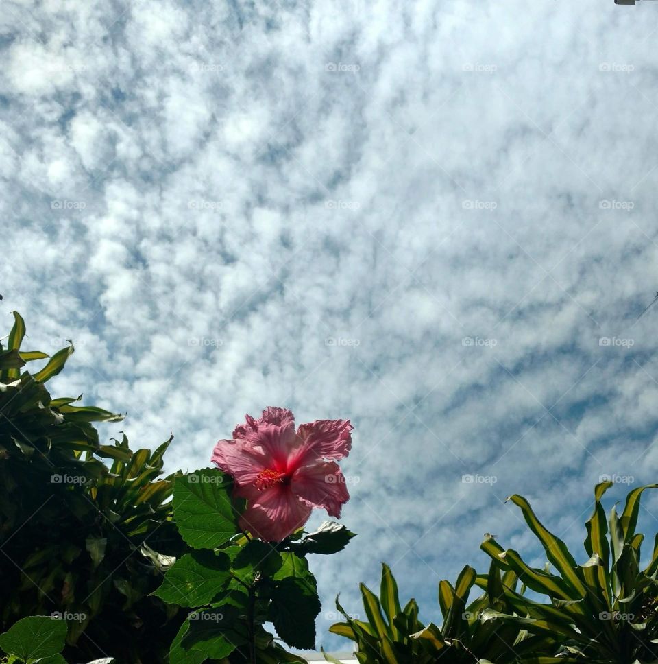 pink Hibiscus and cloudy sky