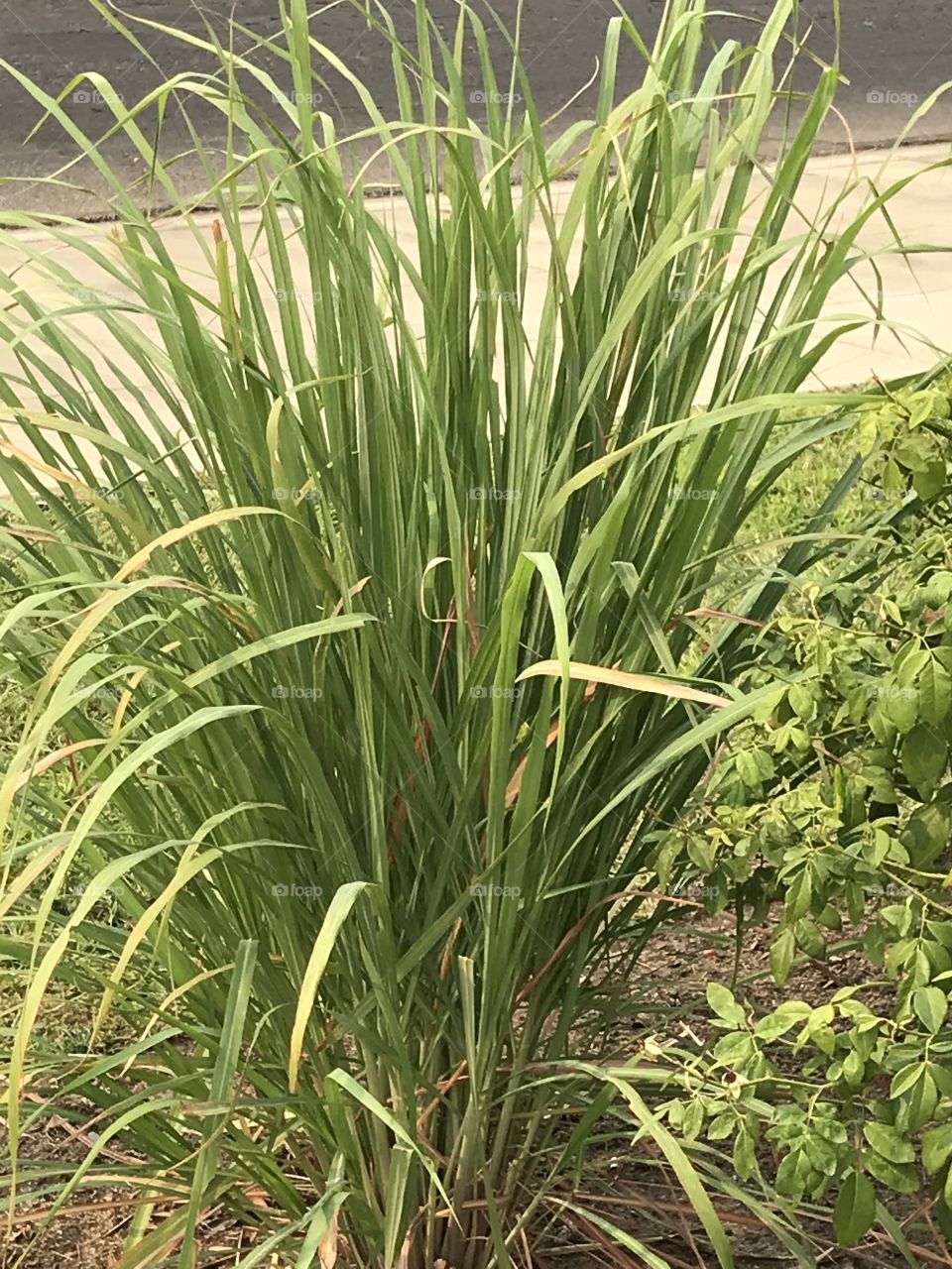 Portrait of a spider plant.