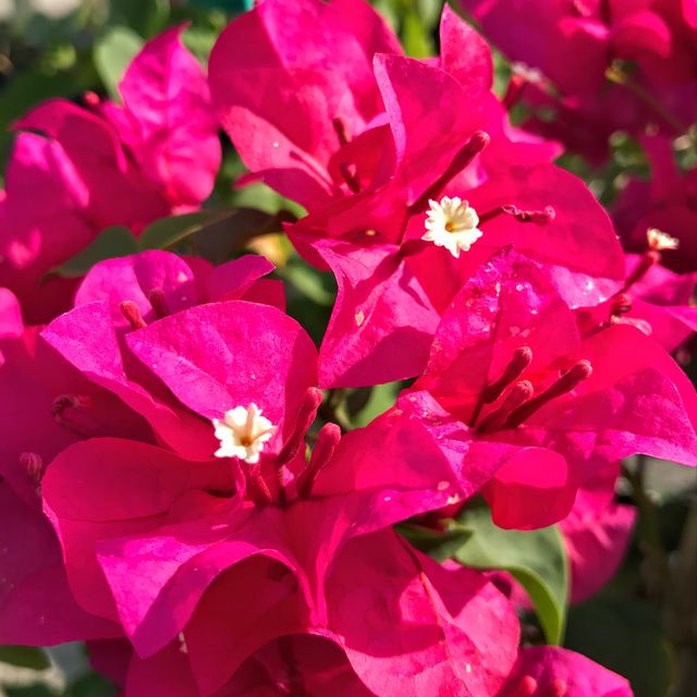 Strikingly beautiful, hot pink bougainvillea 
