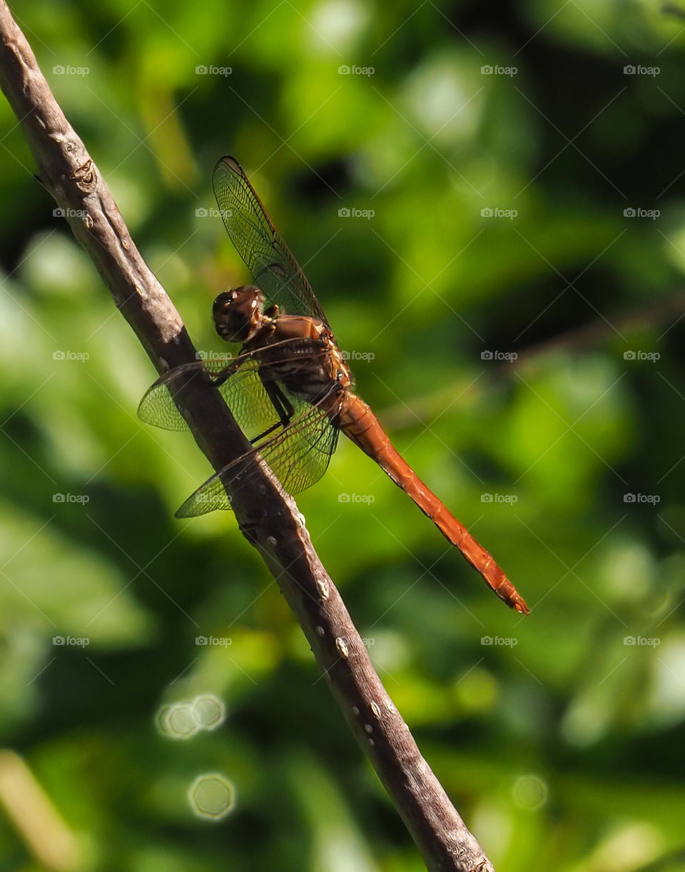 Dragonfly on twig