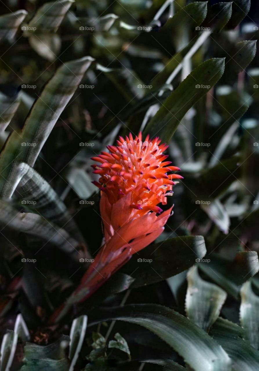 You've got to let your dreams blossom.❤️