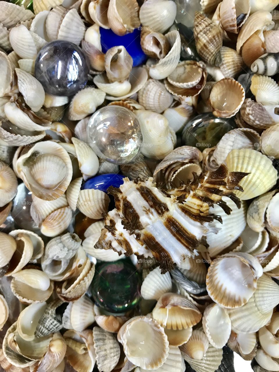 Full frame of seashells