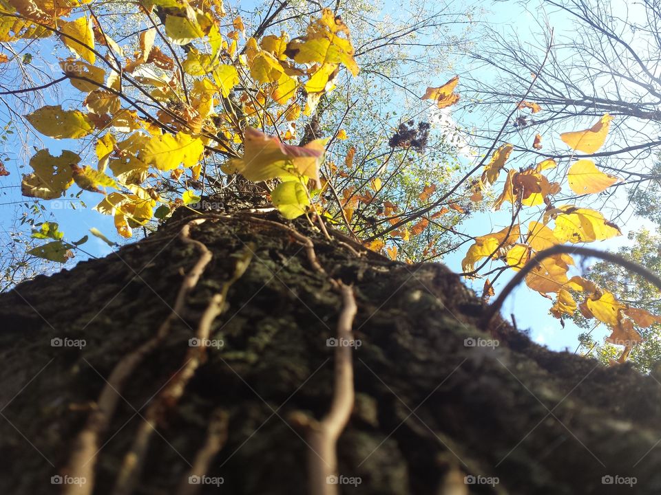 Fall, Tree, Leaf, Nature, Season