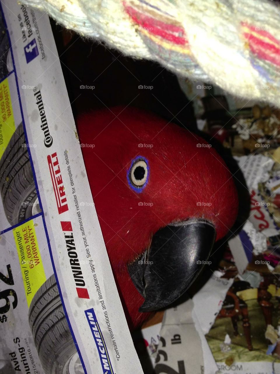 Peekaboo its Sadie the Red Parrot.