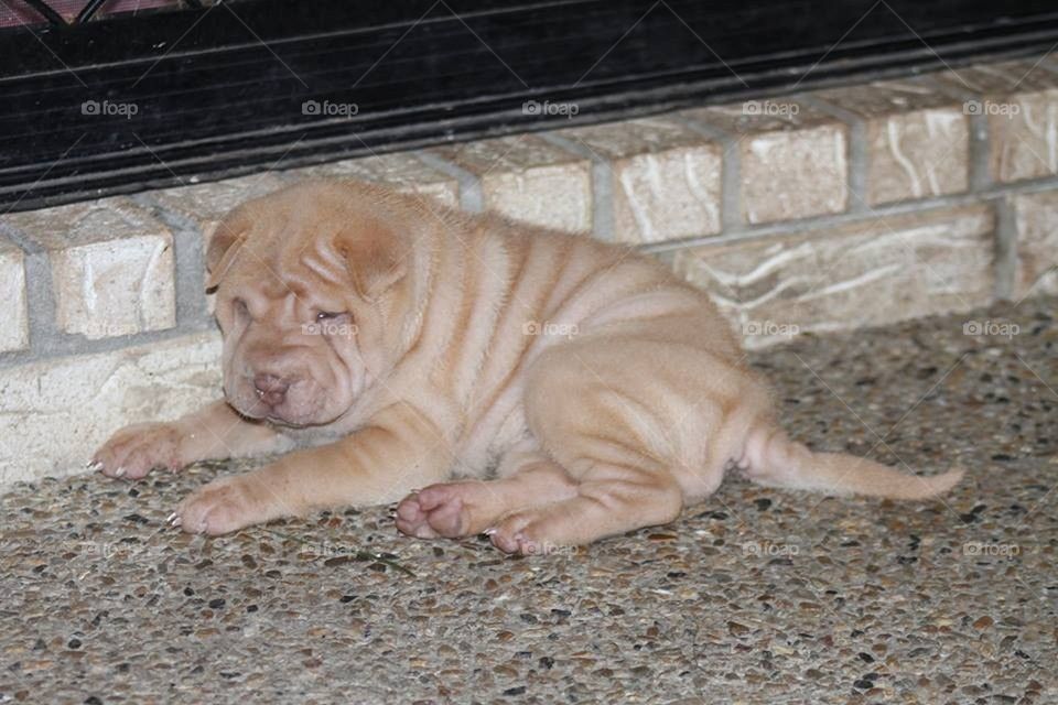 Baby Sharpei Puppy