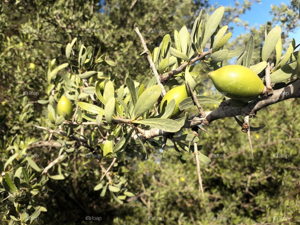 Argania spinosa