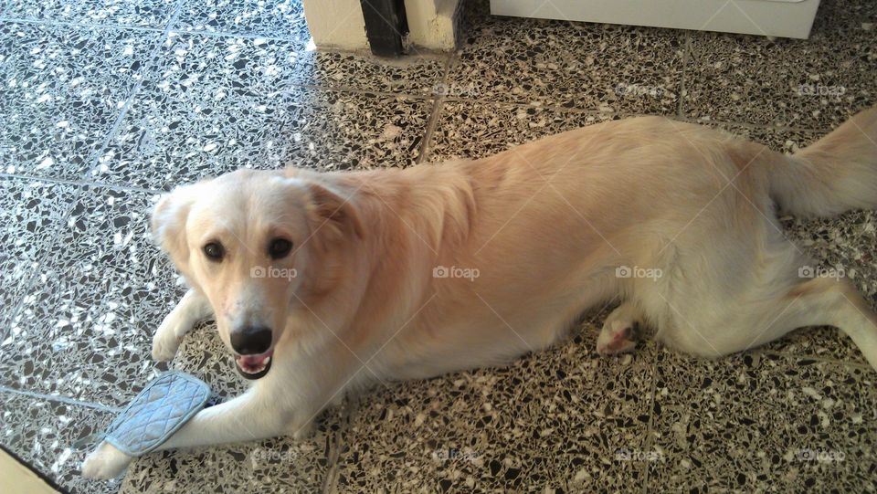 perro descansando en el piso,esperando por su dueño