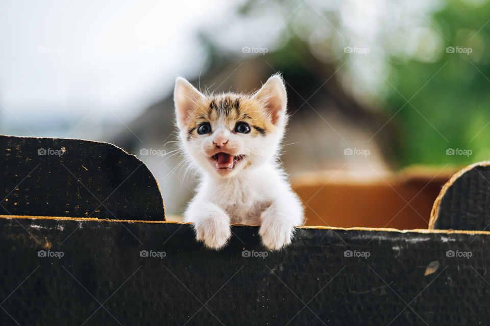 Cute kitten looking from top of the box