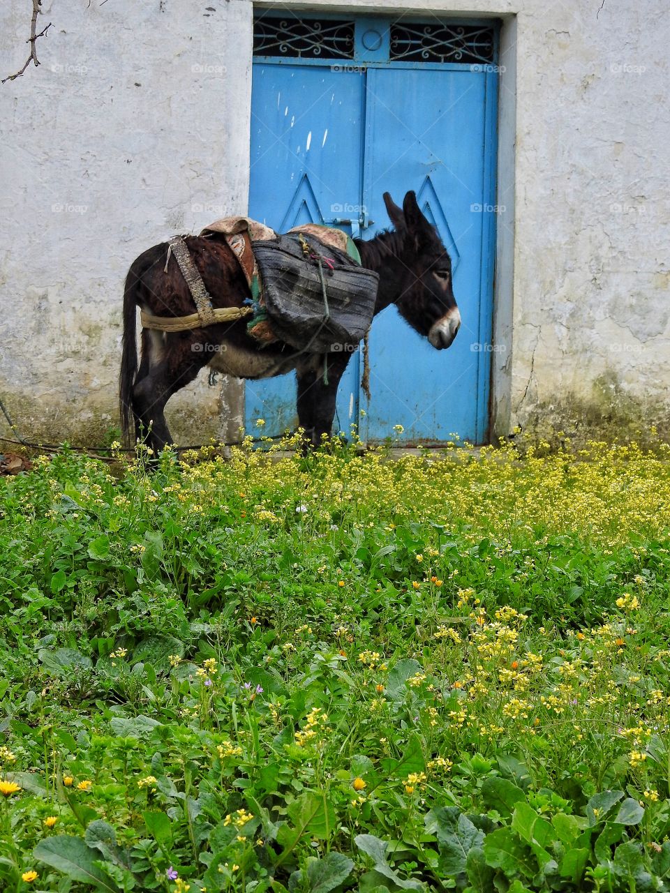 Donkey ready to go