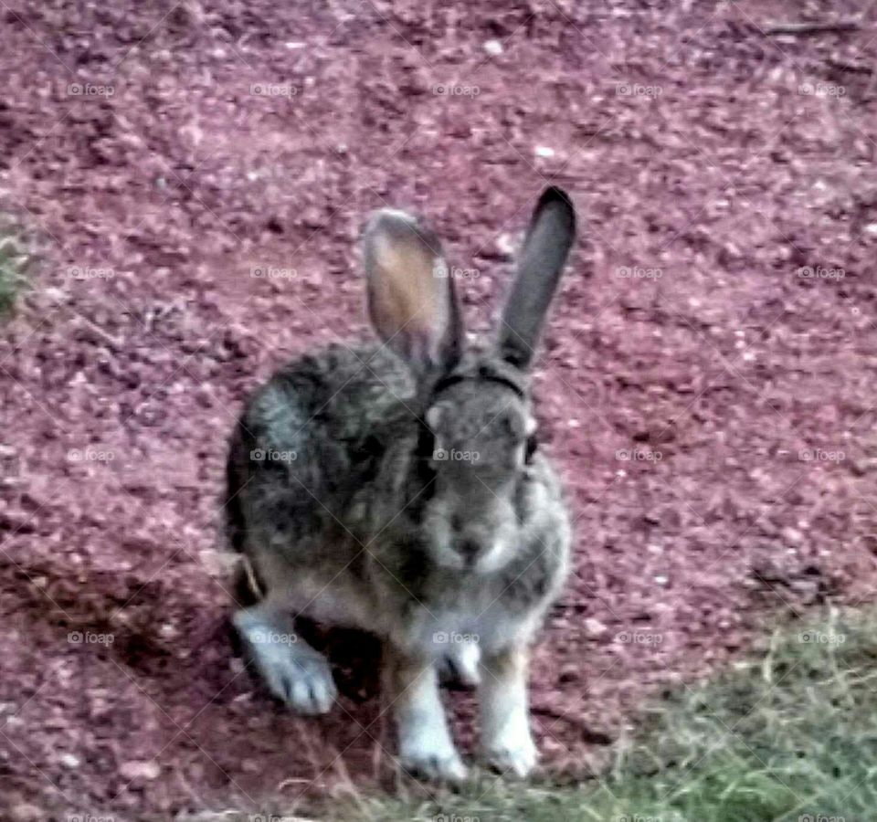 Colorado Rabbit