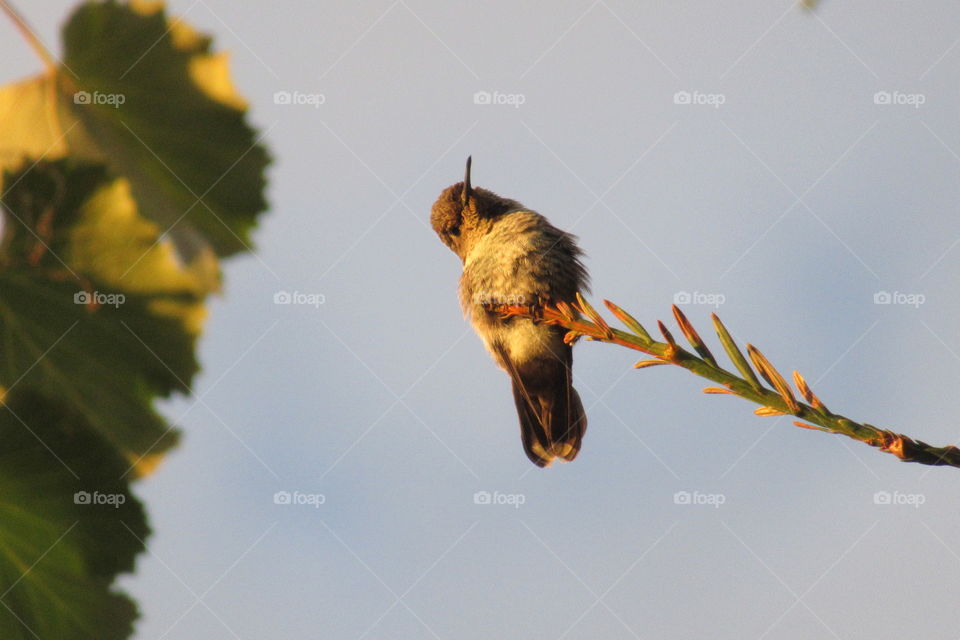 Hummingbird resting