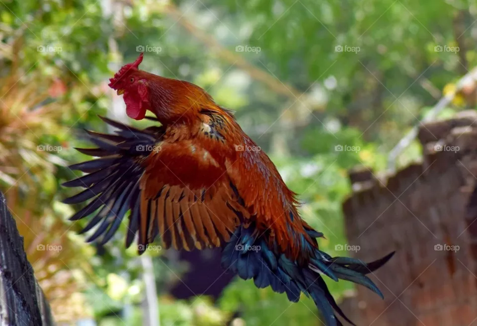 rooster