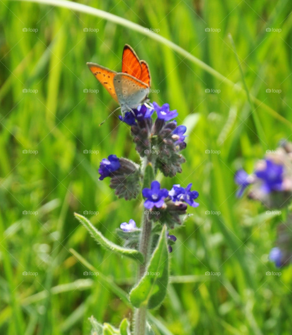 Butterfly on flower 