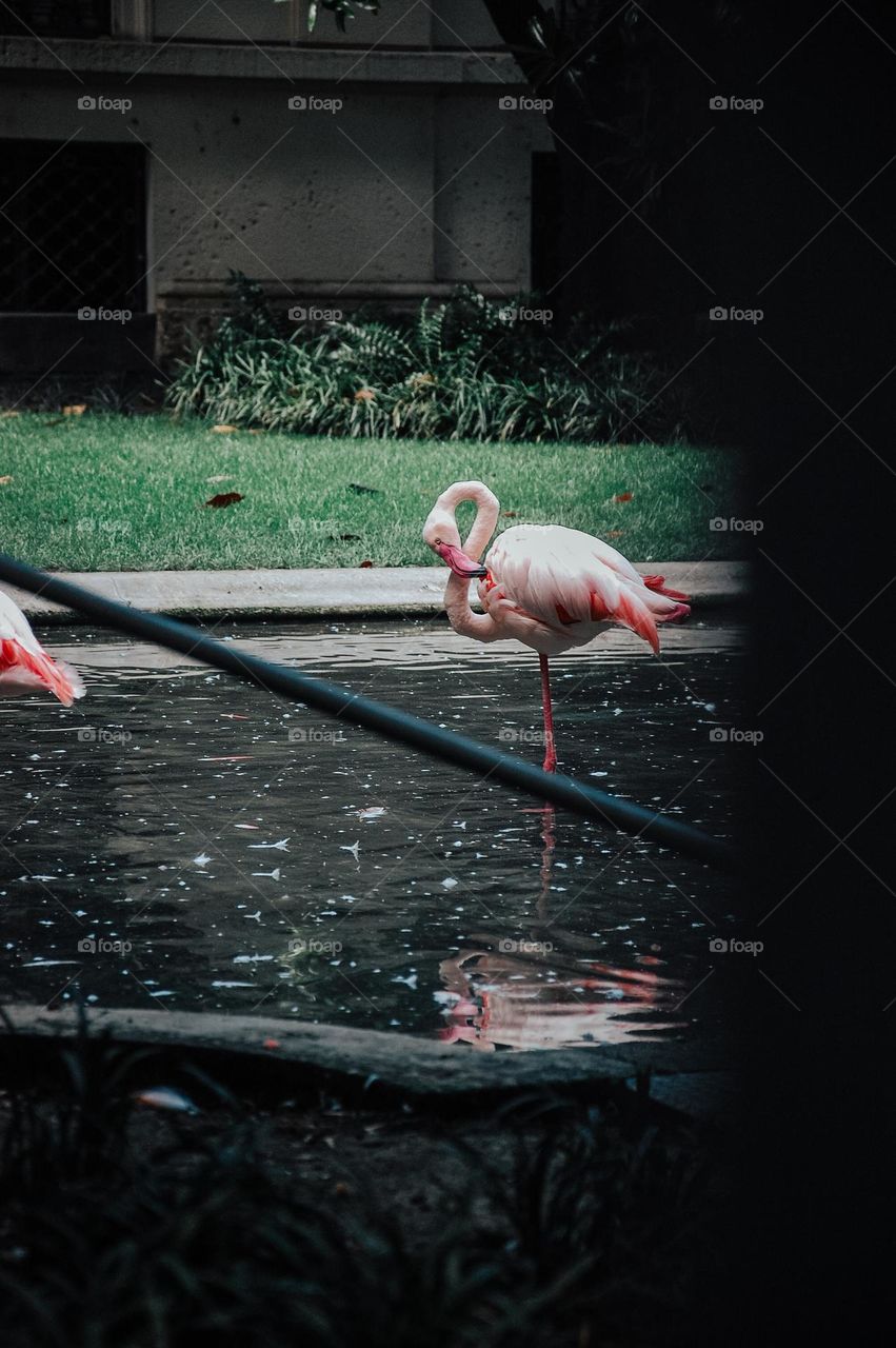 lonely flamingo