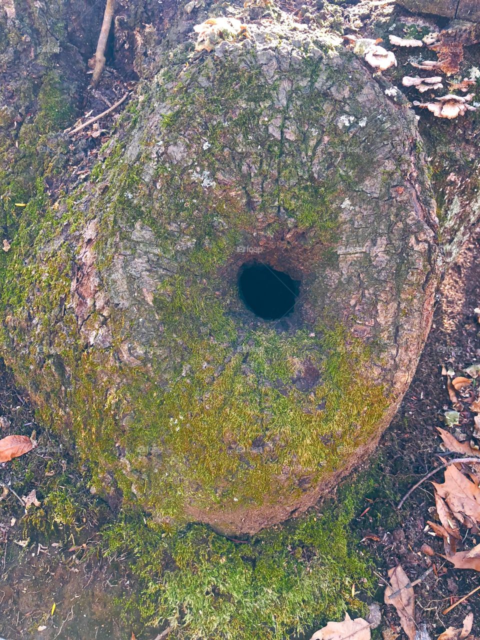 Tree hole donut 