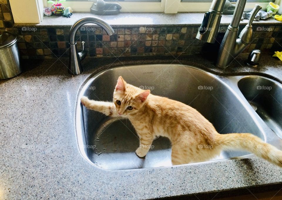 Adorable little orange tabby jumped into the sink to get a drink of water from the faucet. 
