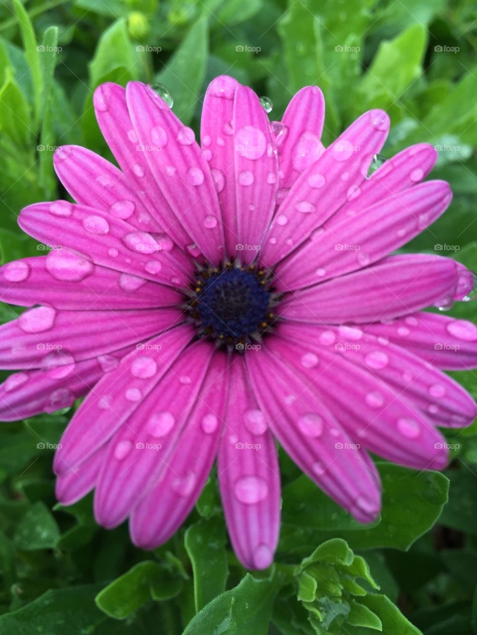 Rain droplets on flower
