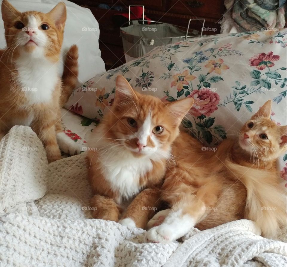 Marmalade and two strays