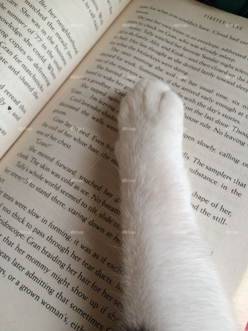 My cat distracts me every time I try to read