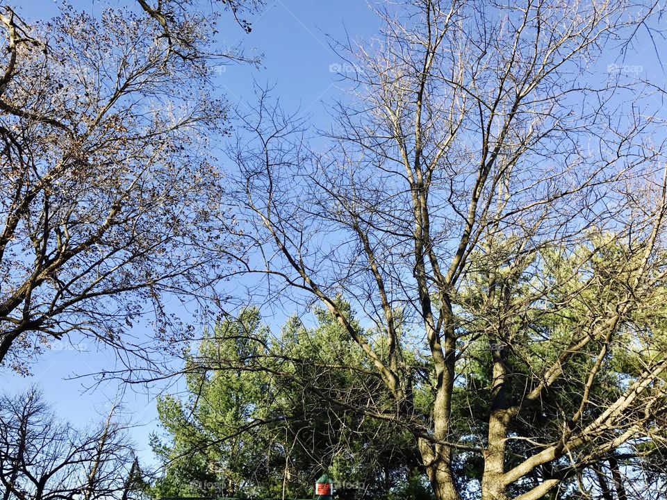 Sky line forest 