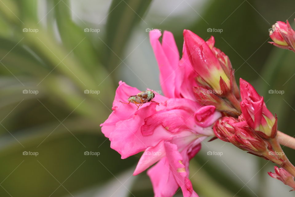 bee and pink flower micro photo