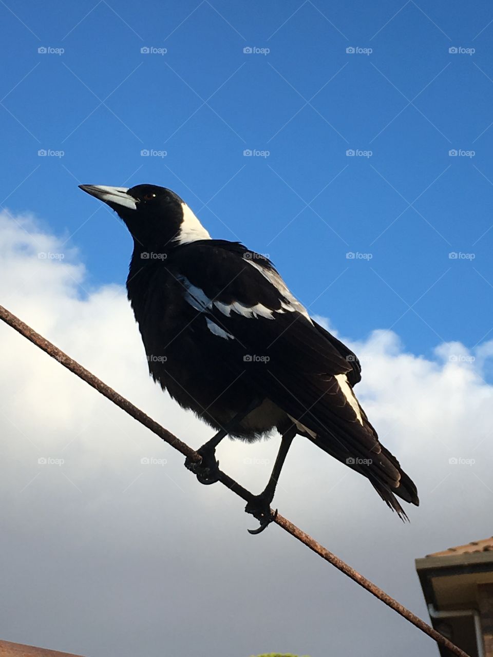 Black-and-white bird, Magpie perched on wire outdoors