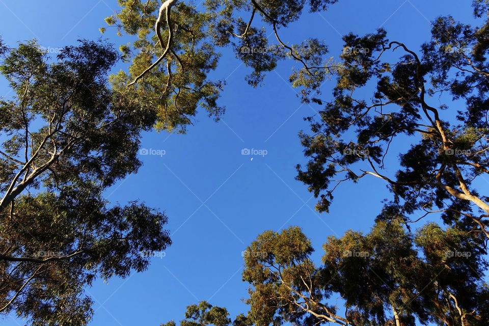 Big tall trees and blue sky.