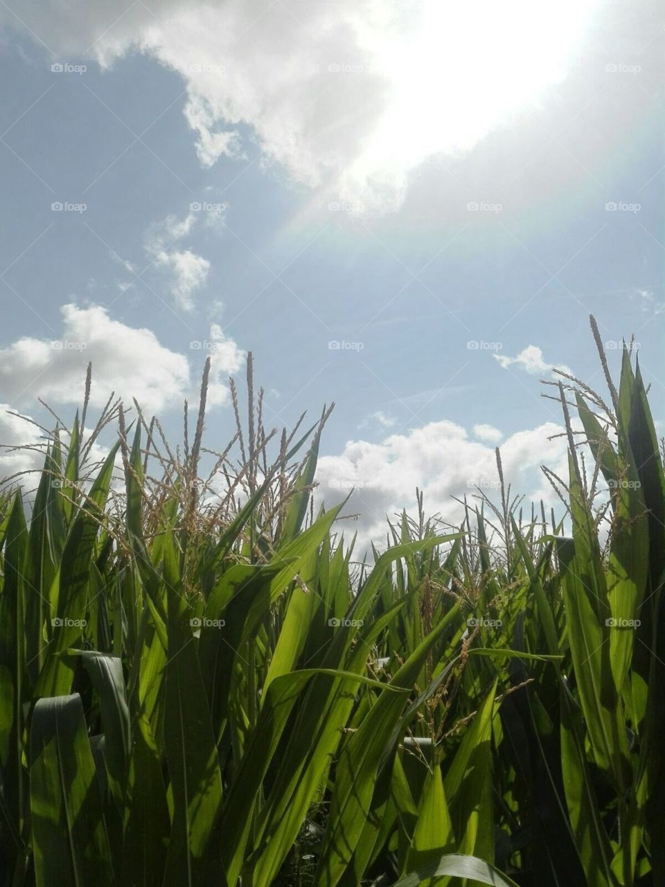 Beautiful field ☀️