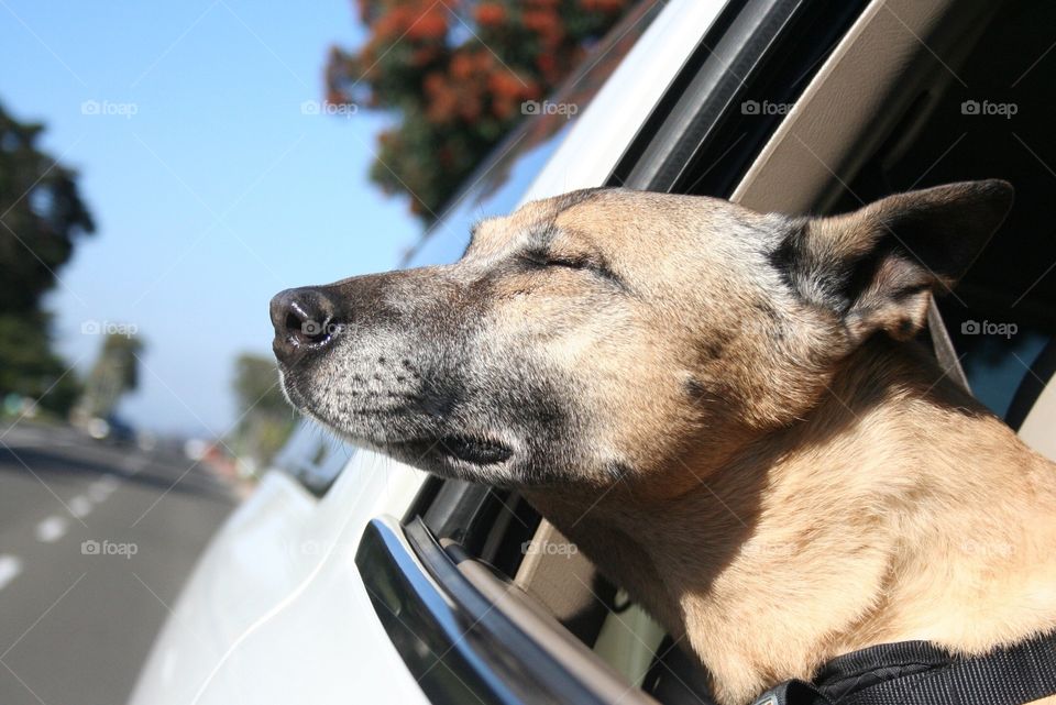 Daisy enjoying a car ride on a warm summer day 