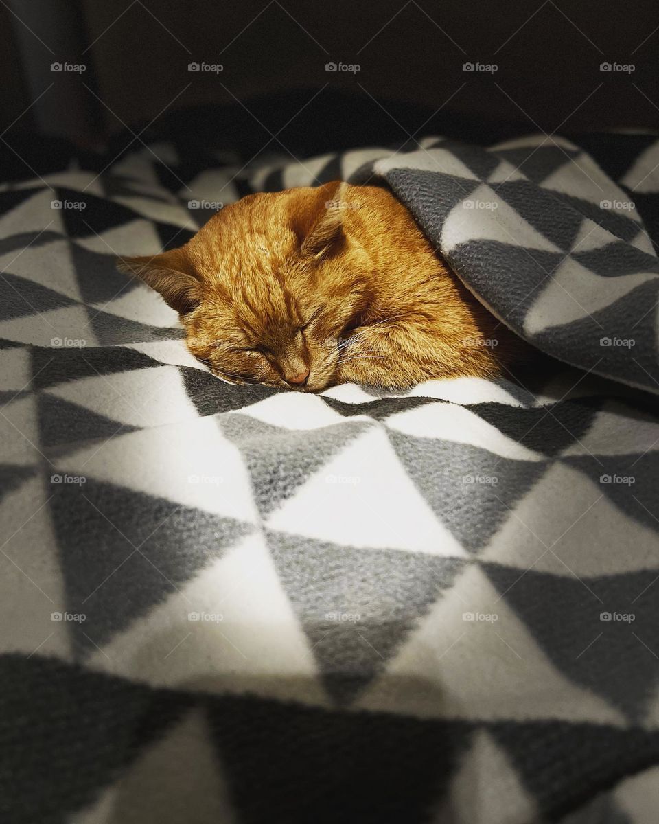 Sleeping cat