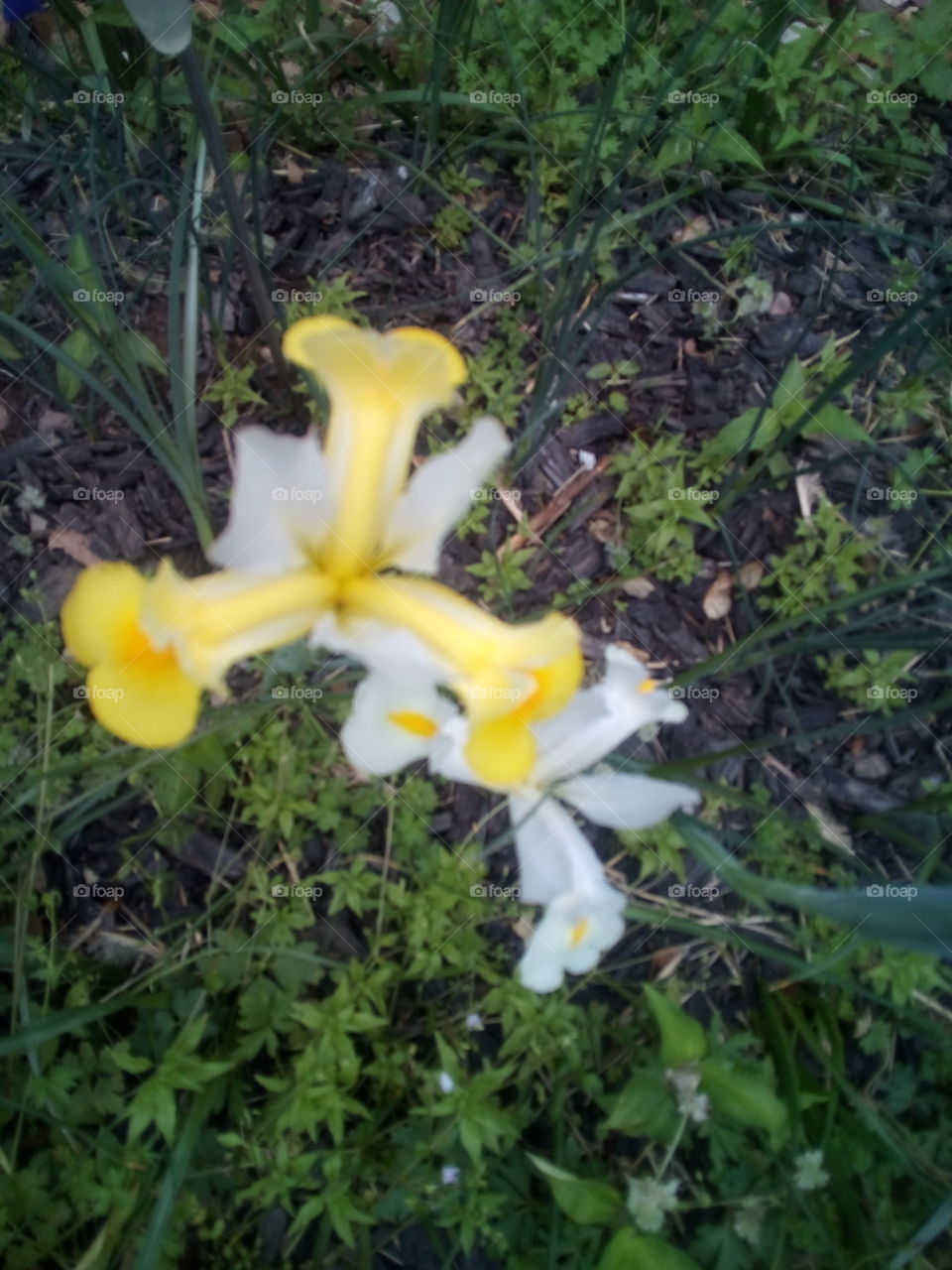 may your day be bright and sunny and all your dreams come true. take time to see the beauty.