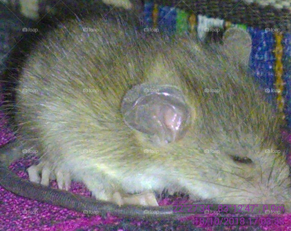 This is a baby mouse sitting and playing.