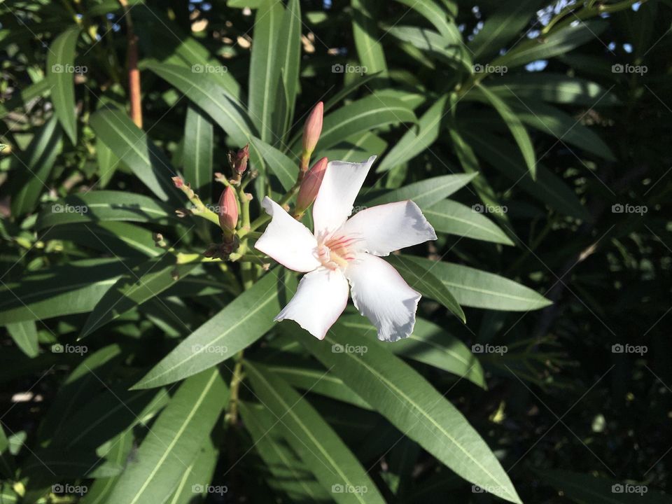 Alone oleander flower