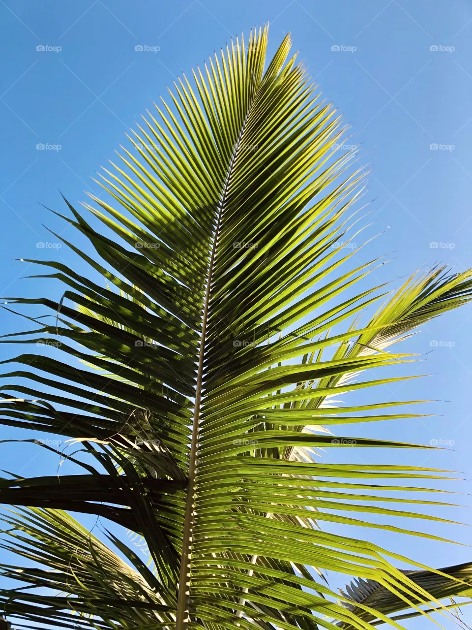 Palm leaves 🍁