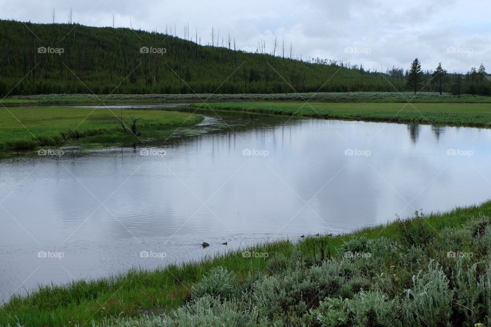 Spring in Wyoming. Green lush grassy banks of a river, adjoining a forested hill