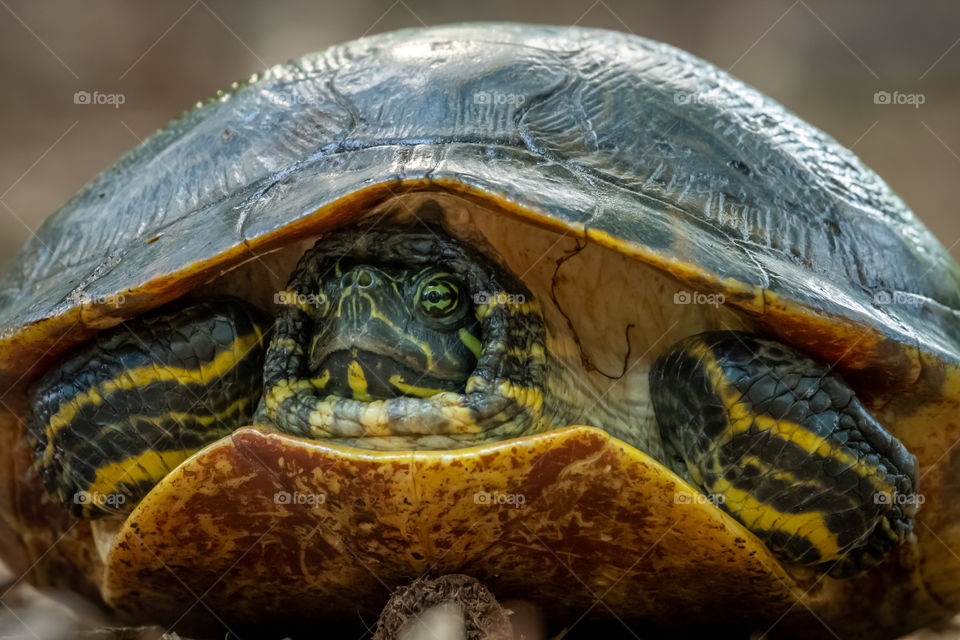 Eastern River Cooter just hanging out. Raleigh, North Carolina. 