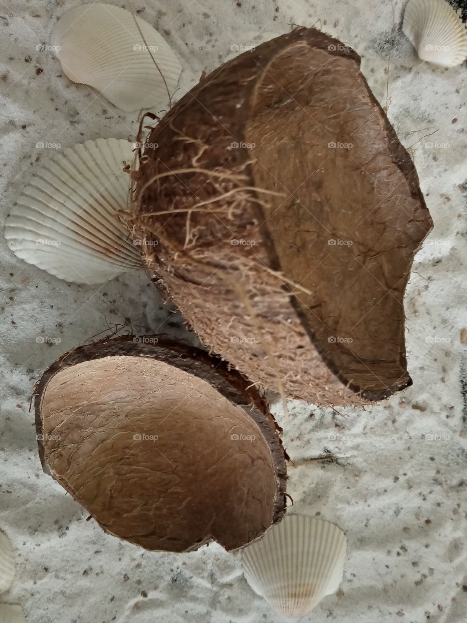 coconut shell