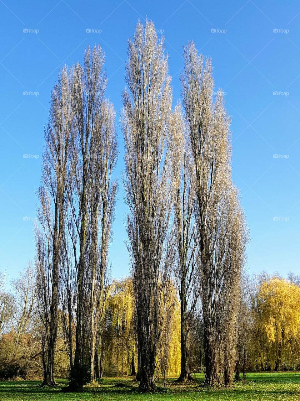 Winter sun on poplars