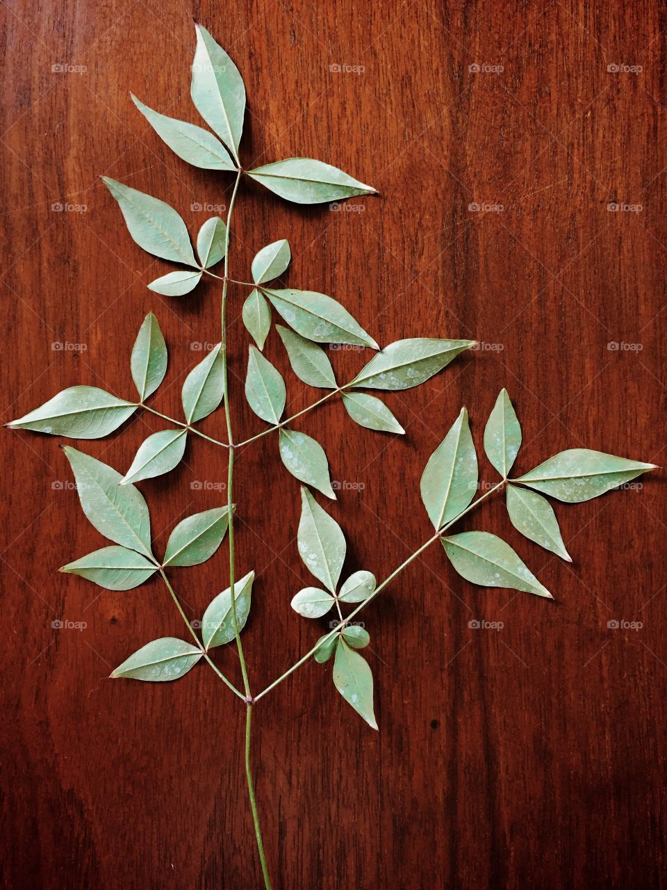 Tree branch on a wooden table 