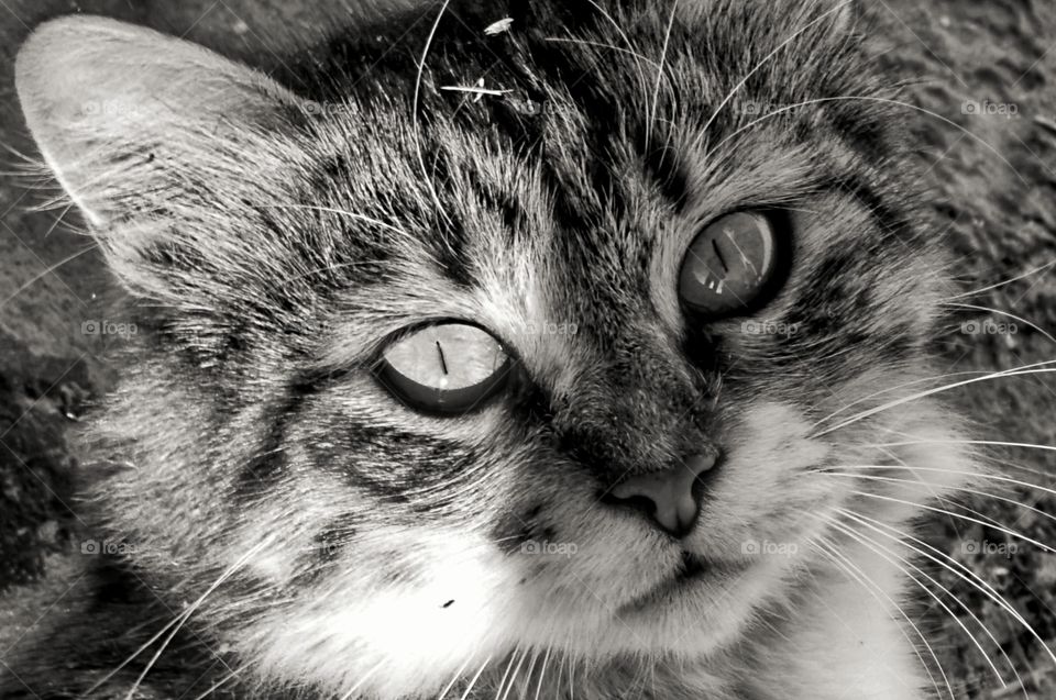 Cat in black and white