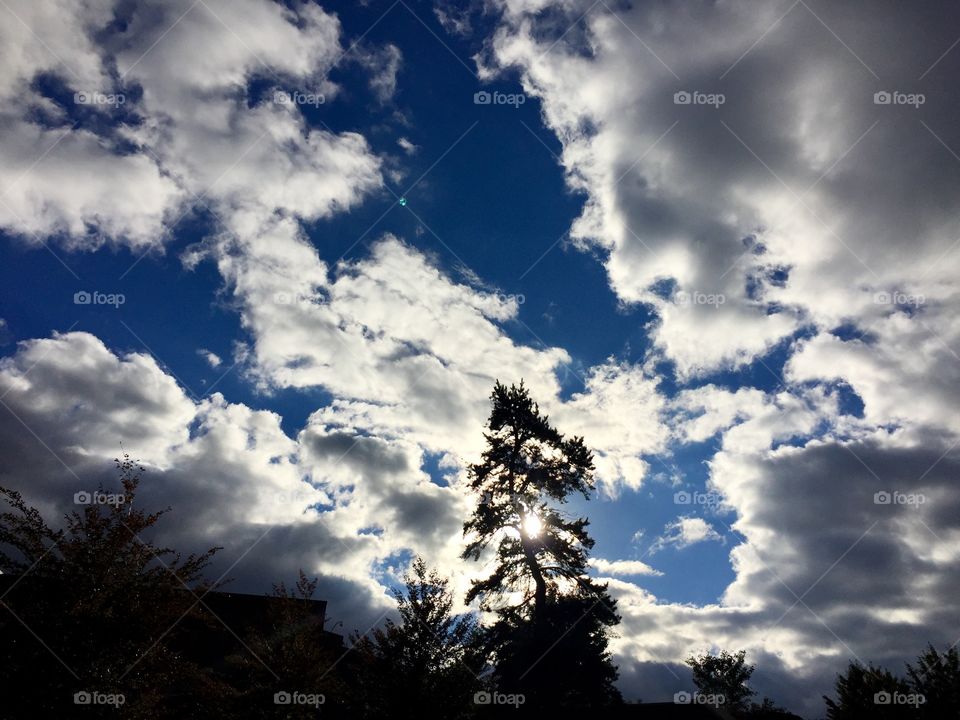 Sun through tree. Sun through tree