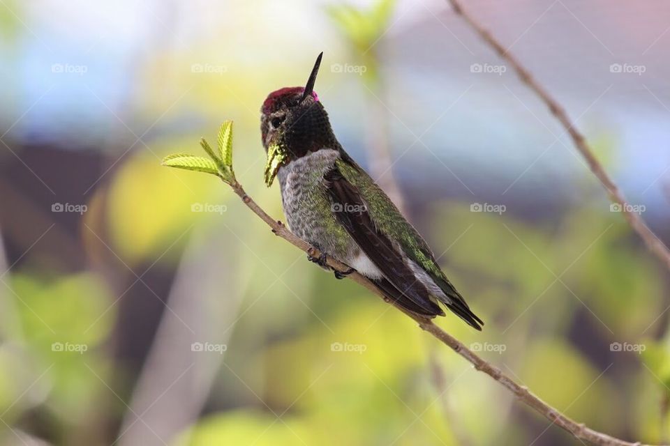 Anna's hummingbird