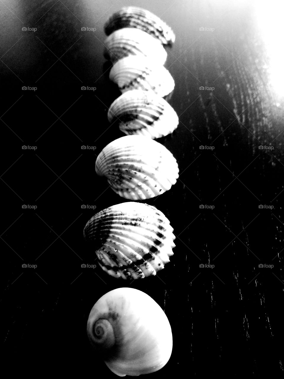 seashell