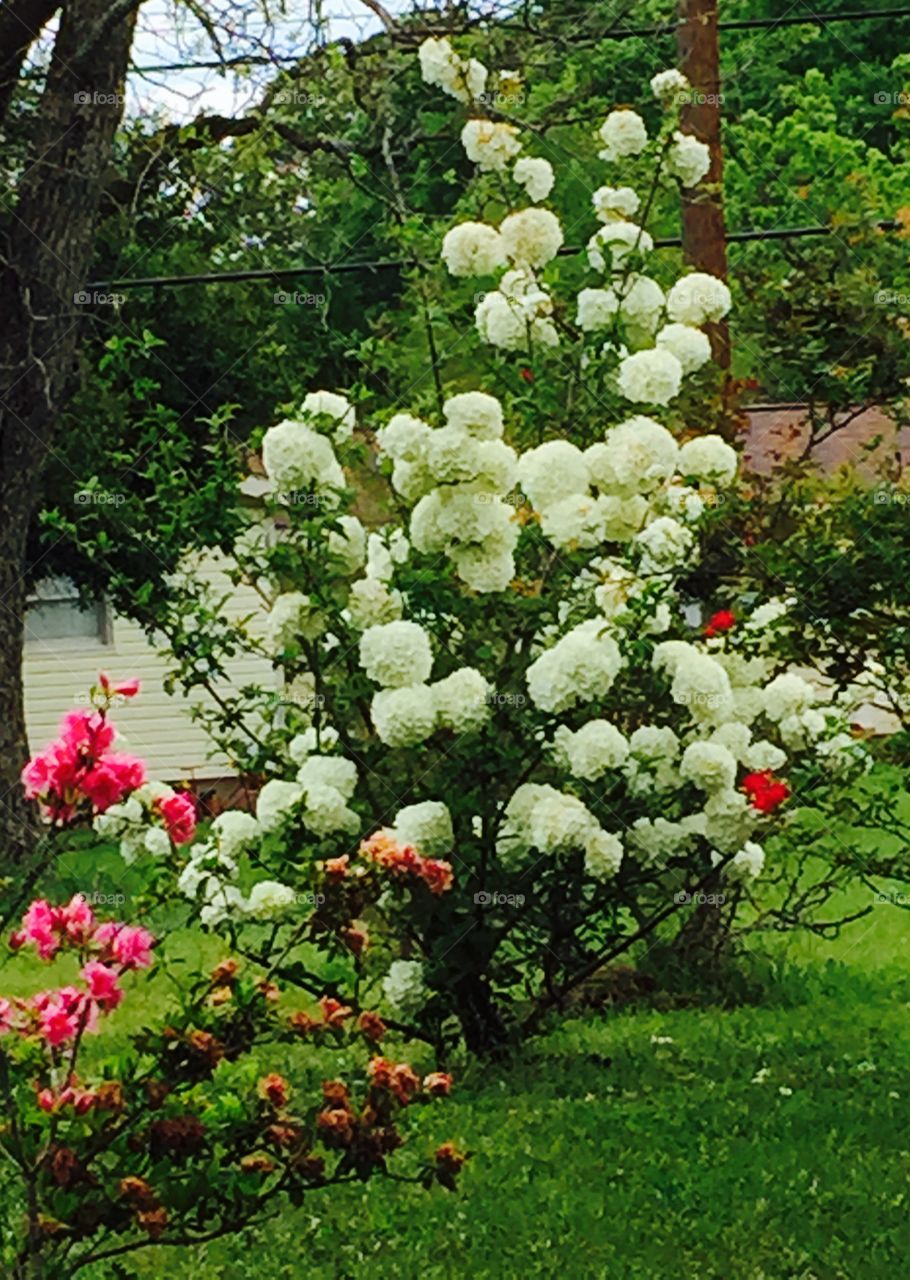 Snowball bush in the yard and red rose bush.